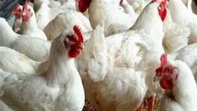 أسعار الفراخ البيضاء والبيض بالأسواق للمستهلكين