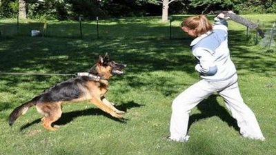 الأمن يكشف كواليس تعدي شخص على كلب وربة منزل بالقاهرة ويضبط الجاني