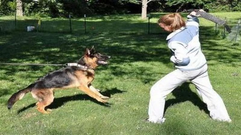 التعدي على كلب