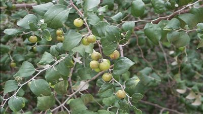 كل ما تحتاج معرفته عن السدر وعلاقته بالبشرة وفوائده 