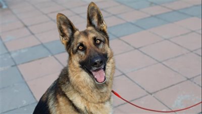 أمن الجيزة يكشف كواليس سحل كلب ضال بالشيخ زايد ويظبط الجاني