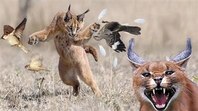 فحص الحيوان بعد هجومه على الجنود.. الوشق المصري يرهب إسرائيل بالحدود