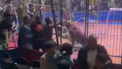 تشكيل لجنة أطباء لفحص كافة الحيوانات بسيرك طنطا ورفع تقرير للنيابة