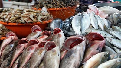 استقرار أسعار الأسماك اليوم الإثنين 14 أبريل 2025