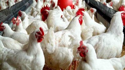 أسعار الدواجن اليوم الأربعاء 16 يوليو 2025 في البورصة