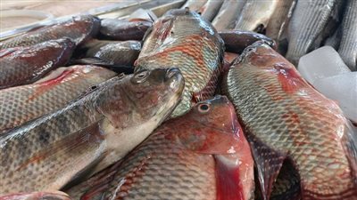 البلطي ينخفض والسُبيط يستقر.. أسعار الأسماك اليوم الثلاثاء في مصر 15-4-2025