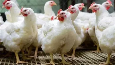 أسعار الدواجن بالأسواق اليوم الأربعاء 5 نوفمبر 2025