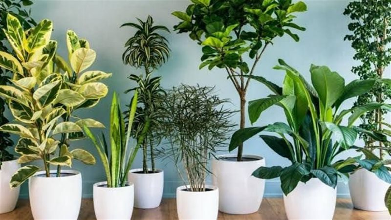 نباتات منزلية