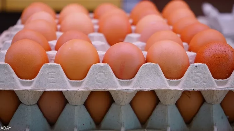 سعر كرتونة البيض