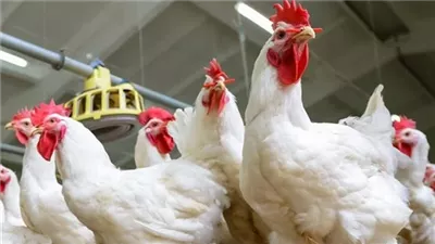  تراجع جديد في أسعار الدواجن.. الكيلو يسجل 70 جنيهًا بالمزرعة