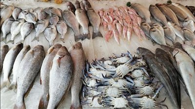 أسعار الأسماك في سوق العبور اليوم الجمعة 22 أغسطس 2025
