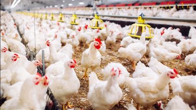 أسعار الفراخ في بورصة الدواجن اليوم الأربعاء 22 أكتوبر