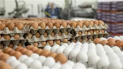 أسعار البيض البلدي والأبيض اليوم الأحد.. المفاجأة في الأسواق