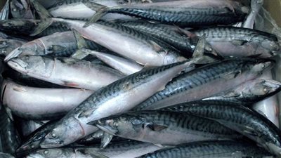  استقرار أسعار الأسماك والمأكولات البحرية اليوم الخميس في الأسواق