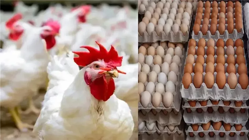 القارئ نيوز