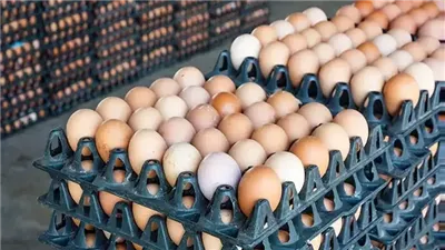 تراجع أسعار البيض بالأسواق المحلية 10 جنيهات للطبق