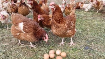 سعر الفراخ والبيض صباح اليوم 9 أكتوبر 2025