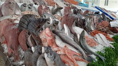 أسعار السمك اليوم 16-9-2025 في الأسواق المصرية