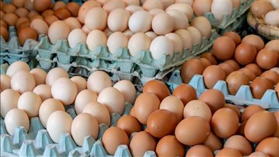 أسعار البيض في الأسواق اليوم السبت 1-11-2025