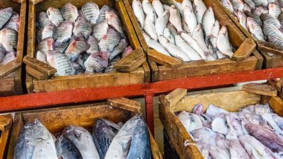 استقرار أسعار الأسماك في مصر اليوم الثلاثاء 5 أغسطس 2025