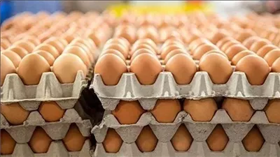 سعر كرتونة البيض اليوم الجمعة 31-10-2025