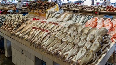 البلطى يبدأ من 110 جنيهات.. أسعار الأسماك اليوم السبت 10 مايو 2025