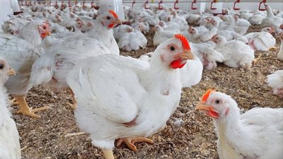 أسعار الفراخ البيضاء اليوم الجمعة 24 أكتوبر  بالأسواق