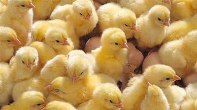 مفاجأة في الأسعار.. تعرف على أسعار الكتاكيت اليوم الأحد 11 مايو 2025