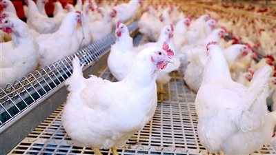 أسعار الفراخ في بورصة الدواجن اليوم الإثنين 15-9-2025