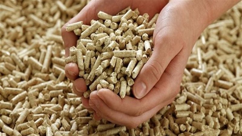 القارئ نيوز