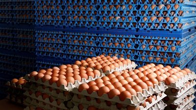 أسعار البيض اليوم الإثنين 4-8-2025 في مصر.. استقرار بالأسواق