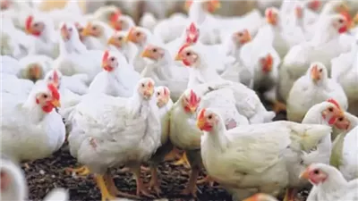 أسعار الفراخ البيضاء اليوم الثلاثاء 21 أكتوبر 2025