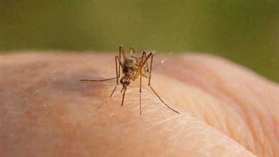 من غير مبيدات.. 7 «وصفات» طبيعية هتخلصك من الناموس والهاموش