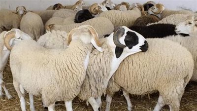 السن المعتبرة في «أضاحي العيد».. دليلك لاختيار الأضحية من الإبل والبقر والغنم 