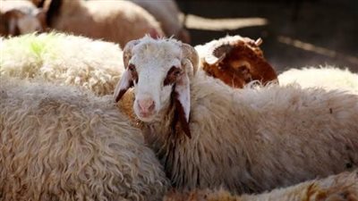 توزيع «الأضحية» على غير المسلمين.. ما موقف الشريعة؟ الإفتاء ترد