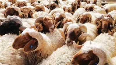 كيفية إزالة «رائحة الأضاحي» من البيت بمواد طبيعية 