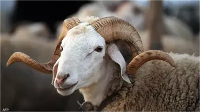 كم يجب أن يتصدق المسلم من الأضحية؟.. تعرف على آراء الفقهاء الأربعة