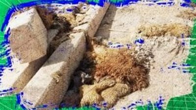  اللائحة التنفيذية بعيد الأضحى.. حظر الذبح والتخلص من المخلفات خارج الأماكن المخصصة