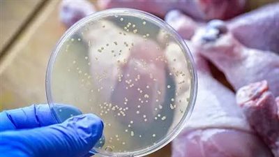 تحذير صحي في بريطانيا.. ارتفاع التسمم الغذائي بسبب السالمونيلا والسلطات الجاهز