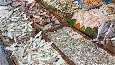 استقرار أسعار الأسماك اليوم الخميس 14 أغسطس 2025 في مصر