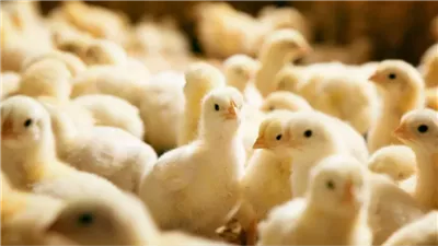 أسعار الكتاكيت اليوم الأحد 27 يوليو 2025.. انخفاضات تصل إلى 10 جنيهات 