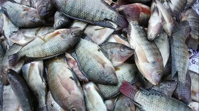 أسعار السمك تستقر في الأسواق اليوم الجمعة