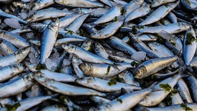 أسعار الأسماك اليوم الخميس 30 أكتوبر 2025 بالأسواق 