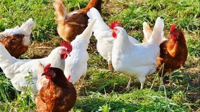 أسعار الفراخ والبيض بالأسواق المحلية اليوم الإثنين 3 نوفمبر