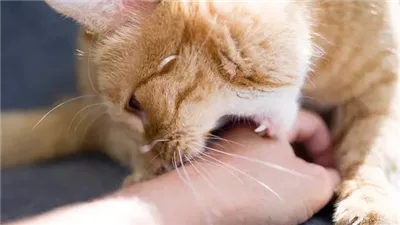 أمراض تنقلها القطط أبرزها «السعار» وطرق الوقاية منها 