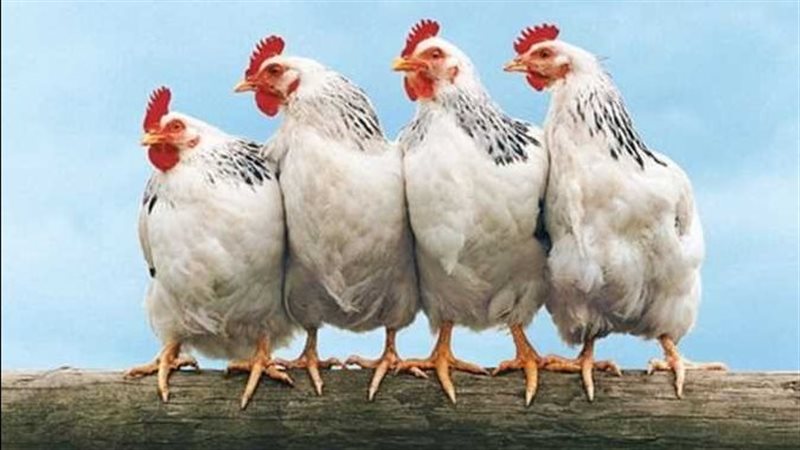 أسعار الفراخ