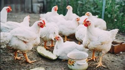 أسعار الفراخ في بورصة الدواجن اليوم الخميس 23 أكتوبر