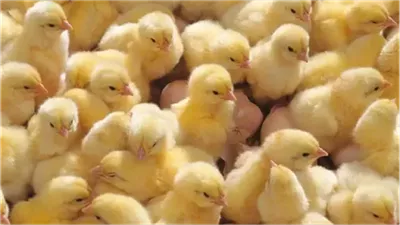 انخفاض أسعار الكتاكيت اليوم الأحد 2 نوفمبر 2025