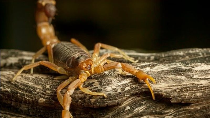 العقرب الصفراء