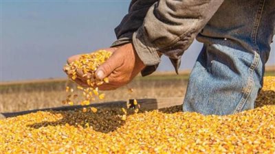 تباين أسعار الأعلاف والخامات بالأسواق اليوم الخميس 25-12-2025